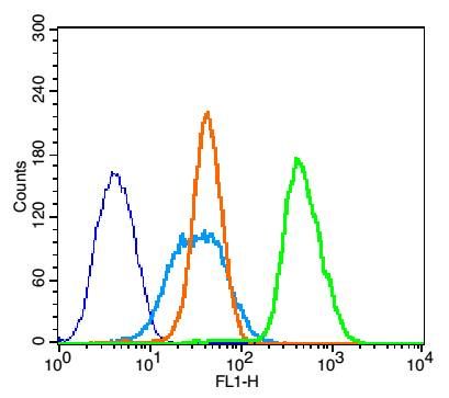 Fig6: Blank control: K562 (blue).; Primary Antibody:Rabbit Anti-Aquaporin 4 antibody ( Green); Dilution: 1μg in 100 μL 1X PBS containing 0.5% BSA;; Isotype Control Antibody: Rabbit IgG(orange) ,used under the same conditions;; Secondary Antibody: Goat anti-rabbit IgG-FITC(white blue), Dilution: 1:200 in 1 X PBS containing 0.5% BSA.; Protocol; The cells were fixed with 2% paraformaldehyde for 10 min at 37℃. Primary antibody ( 1μg /1x10^6 cells) were incubated for 30 min at room temperature, followed by 1 X PBS containing 0.5% BSA + 10% goat serum (15min) to block non-specific protein-protein interactions. Then the Goat Anti-rabbit IgG/FITC antibody was added into the blocking buffer mentioned above to react with the primary antibody at 1/200 dilution for 30 min at room temperature. Acquisition of 20,000 events was performed.