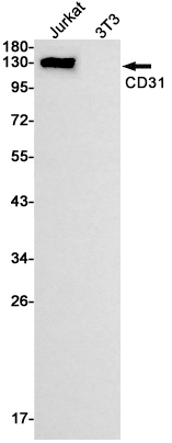 Western blot detection of CD31 in Jurkat,3T3 cell lysates using CD31 Rabbit mAb(1:1000 diluted).Predicted band size:83kDa.Observed band size:130kDa.