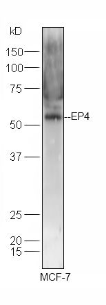 Fig3: Sample:; MCF-7 Cell (Human) Lysate at 30 ug; Primary: Anti-EP4 at 1/300 dilution; Secondary: IRDye800CW Goat Anti-Rabbit IgG at 1/20000 dilution; Predicted band size: 53 kD; Observed band size: 53 kD