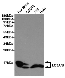Western blot detection of LC3A/B in Rat Brain, C2C12, 3T3 and Hela cell lysates using LC3A/B Rabbit pAb (1:1000 diluted). Predicted band size: 15KDa. Observed band size:14, 16KDa.