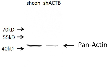 A549 cells (shcontrol and shRNA of Beta Actin) were subjected to SDS PAGE followed by western blot with Catalog No:117302 (Mouse anti Pan-actin antibody) at dilution of 1:10000.