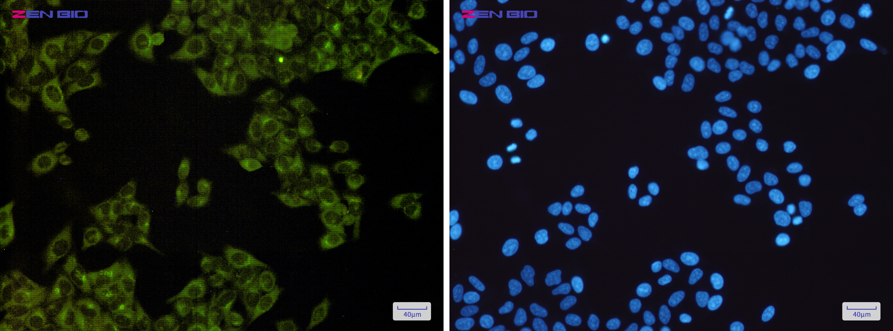 Immunocytochemistry of MST4(green) in Hela cells using MST4 Rabbit mAb at dilution 1/200, and DAPI(blue)