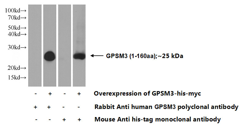 Transfected HEK-293 cells were subjected to SDS PAGE followed by western blot with Catalog No:111145(GPSM3 Antibody) at dilution of 1:1000