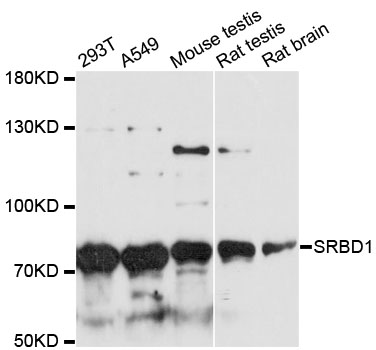 Western blot - SRBD1 Polyclonal Antibody 