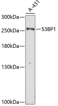 Western blot - 53BP1 Polyclonal Antibody 