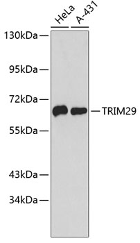 Western blot - TRIM29 Polyclonal Antibody 