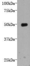 Fig1: Western blot analysis on recombinant protein using anti-LRP-1 Mouse mAb (Cat. # 176655#).