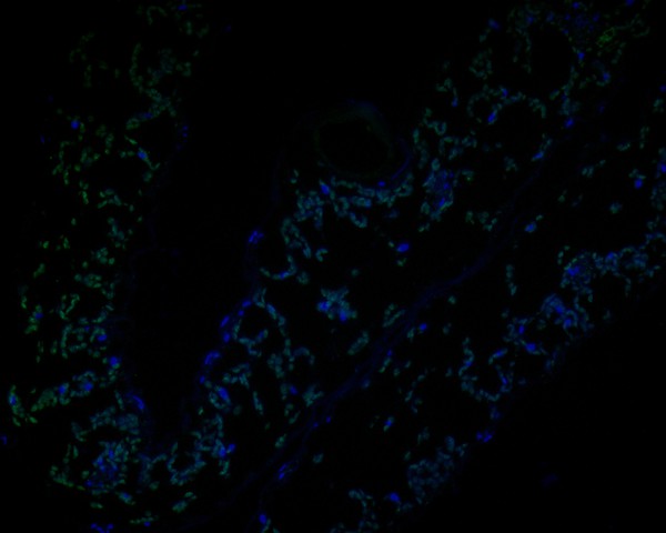 Fig1:; Immunofluorescence staining of paraffin- embedded A. thaliana using anti-AP-4 complex subunit mu rabbit polyclonal antibody.The section was pre-treated using heat mediated antigen retrieval with Tris-EDTA buffer (pH 9.0) for 20 minutes. The tissues were blocked in 10% negative goat serum for 1 hour at room temperature, washed with PBS, and then probed with AP-4 complex subunit mu antibody at 1/50 dilution for 10 hours at 4℃ and detected using Alexa Fluor® 488 conjugate-Goat anti-Rabbit IgG (H+L) Secondary Antibody at a dilution of 1:500 for 1 hour at room temperature.
