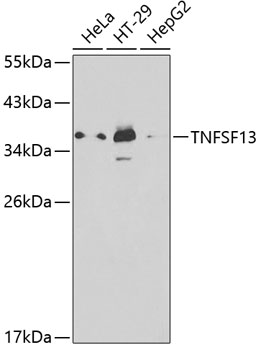 Western blot - TNFSF13 Polyclonal Antibody 