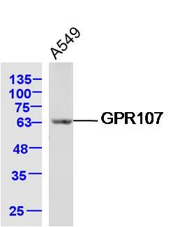 Fig1: Sample: A549 Cell (Human) Lysate at 40 ug; Primary: Anti-GPR107 at 1/300 dilution; Secondary: IRDye800CW Goat Anti-Rabbit IgG at 1/20000 dilution; Predicted band size: 63 kD; Observed band size: 63 kD