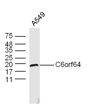 Fig1: Sample: A549 Cell (Human) Lysate at 40 ug; Primary: Anti-C6orf64 at 1/300 dilution; Secondary: IRDye800CW Goat Anti-Rabbit IgG at 1/20000 dilution; Predicted band size: 20 kD; Observed band size: 20 kD