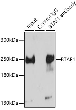Immunoprecipitation - BTAF1 Polyclonal Antibody 