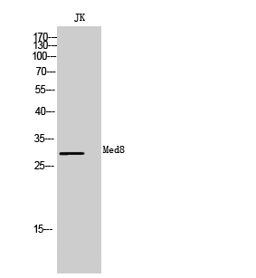 Fig1:; Western Blot analysis of JK cells using Med8 Polyclonal Antibody diluted at 1: 500 cells nucleus extracted by Minute TM Cytoplasmic and Nuclear Fractionation kit (SC-003,Inventbiotech,MN,USA).