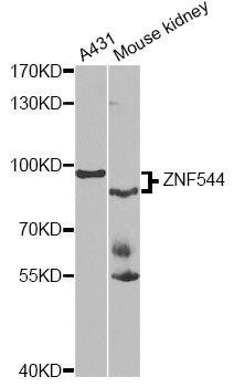 Western blot - ZNF544 Polyclonal Antibody 
