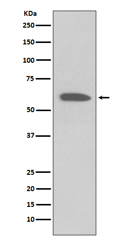 Western blot analysis on 2 NIH/3T3 cell lysate treated with PDGF using Phospho-Akt(Ser473) Antibody.