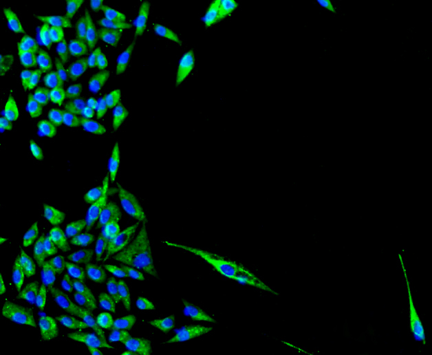 Immunofluorescence - TSPO Monoclonal Antibody 