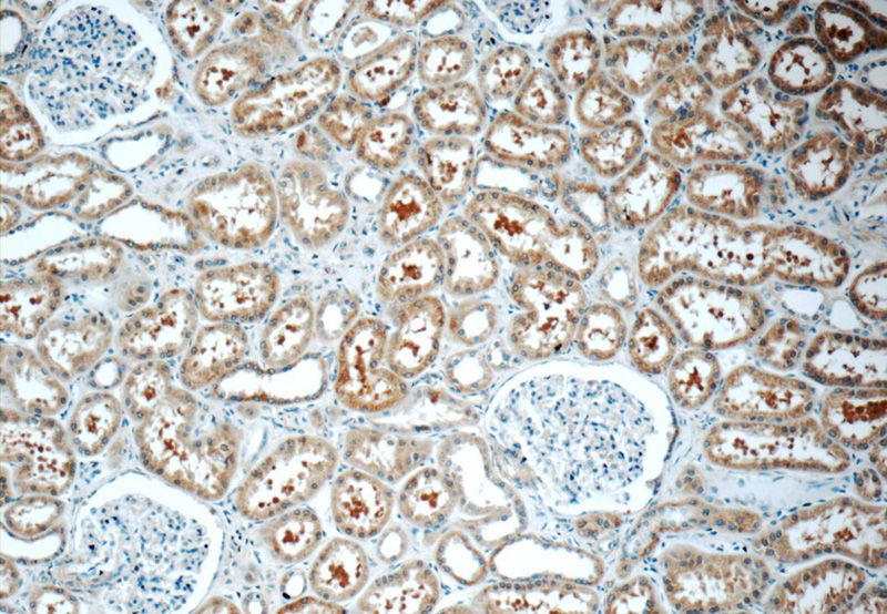 Immunohistochemistry of paraffin-embedded human kidney tissue slide using Catalog No:115600(SRR Antibody) at dilution of 1:50 (under 10x lens)