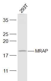 Fig1: Sample:; 293T(Human) Cell Lysate at 30 ug; Primary: Anti-MRAP at 1/300 dilution; Secondary: IRDye800CW Goat Anti-Rabbit IgG at 1/20000 dilution; Predicted band size: 19 kD; Observed band size: 19 kD