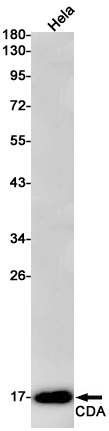 Western blot detection of CDA in Hela cell lysates using CDA Rabbit pAb(1:1000 diluted).Predicted band size:16kDa.Observed band size:16kDa.