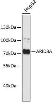 Western blot - ARID3A Polyclonal Antibody 