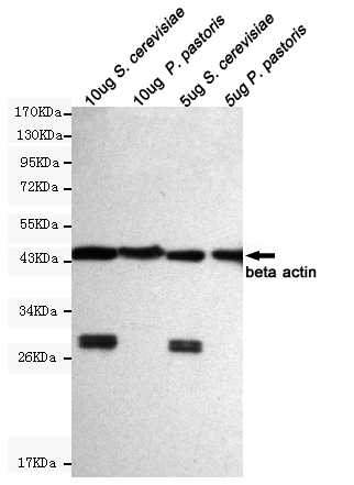 Western blot detection of beta actin in 5ug & 10ug S.cerevisiae and 5ug & 10ug P.pastoris cell lysates using beta actin mouse mAb (1:5000 diluted).Predicted band size:45KDa.Observed band size:45KDa.