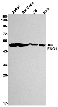 Western blot detection of ENO1 in Jurkat,Rat Brain,C6,Hela cell lysates using ENO1 Rabbit mAb(1:1000 diluted).Predicted band size:47kDa.Observed band size:47kDa.