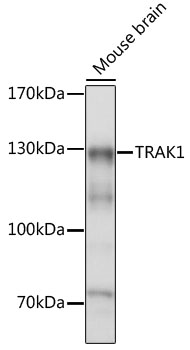 Western blot - TRAK1 Polyclonal Antibody 