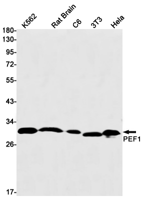 Western blot detection of PEF1 in K562,Rat Brain,C6,3T3,Hela cell lysates using PEF1 Rabbit mAb(1:1000 diluted).Predicted band size:30kDa.Observed band size:30kDa.