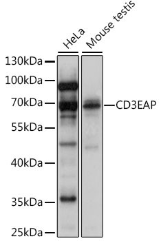 Western blot - CD3EAP Polyclonal Antibody 