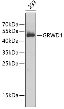 Western blot - GRWD1 Polyclonal Antibody 
