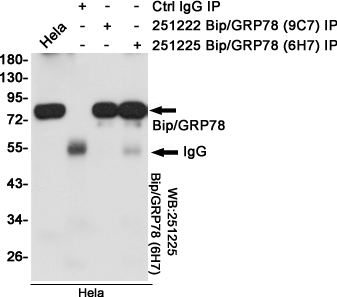 Immunoprecipitation analysis of Hela cell lysates using Bip/GRP78 (6H7) Mouse mAb.