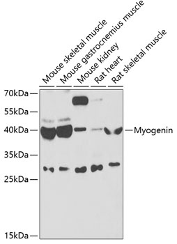 Western blot - Myogenin Polyclonal Antibody 