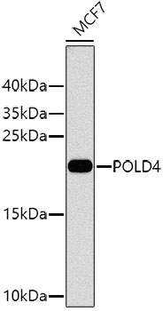 Western blot - POLD4 Polyclonal Antibody 