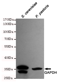 Western blot detection of GAPDH in S.cerevisiae and P.pastoris cell lysates using GAPDH mouse mAb (1:2000 diluted).Predicted band size:37KDa.Observed band size:37KD.