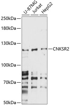 Western blot - CNKSR2 Polyclonal Antibody 