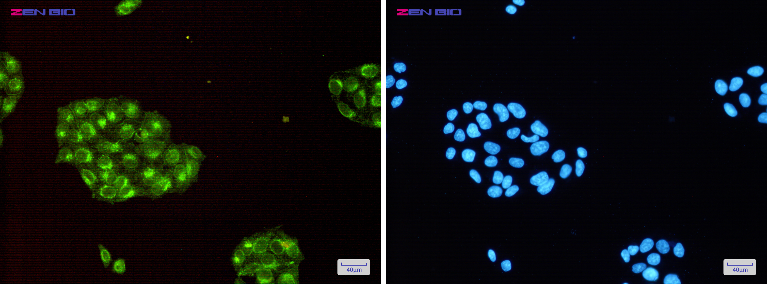 Immunocytochemistry of Fragilis(green) in Hela cells using Fragilis Rabbit pAb at dilution 1/50, and DAPI(blue)