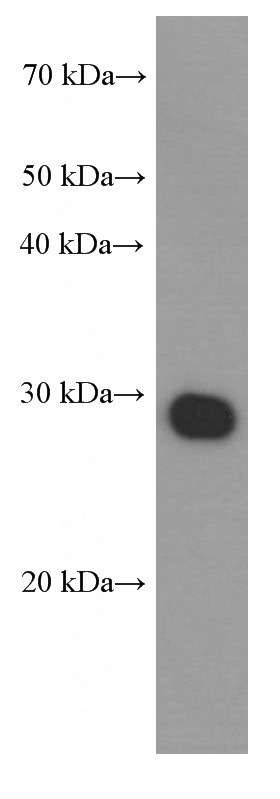 Transfected HEK-293 cells were subjected to SDS PAGE followed by western blot with Catalog No:117312(Flag tag Antibody) at dilution of 1:1000