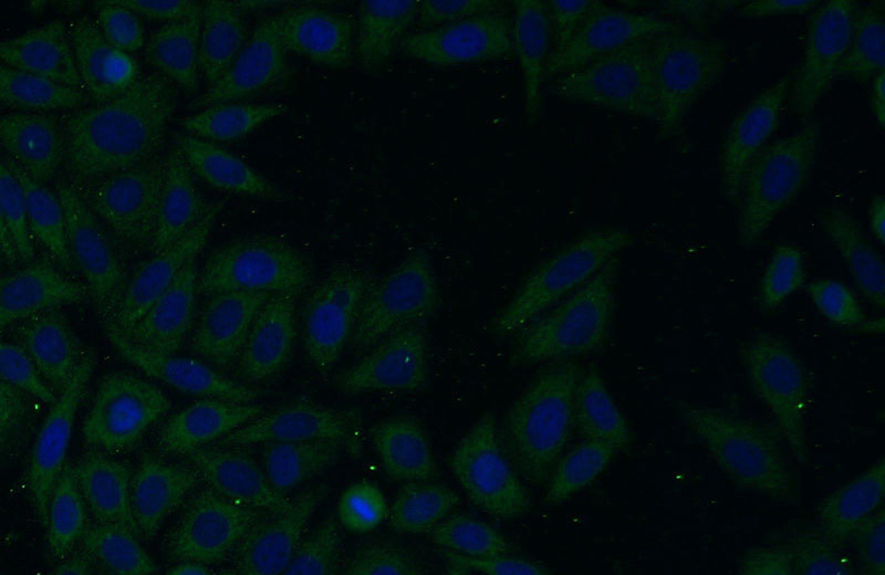 Immunofluorescent analysis of HepG2 cells using Catalog No:115142(SFI1 Antibody) at dilution of 1:25 and Alexa Fluor 488-congugated AffiniPure Goat Anti-Rabbit IgG(H+L)