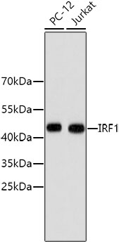 Western blot - IRF1 Monoclonal Antibody 