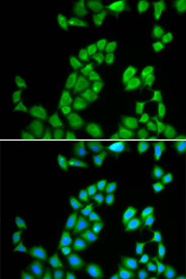 Immunofluorescence - RNASE13 Polyclonal Antibody 
