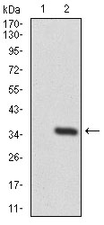 Western blot analysis using TWF1 mAb against HEK293 (1) and TWF1 (AA: 335-384)-hIgGFc transfected HEK293 (2) cell lysate.