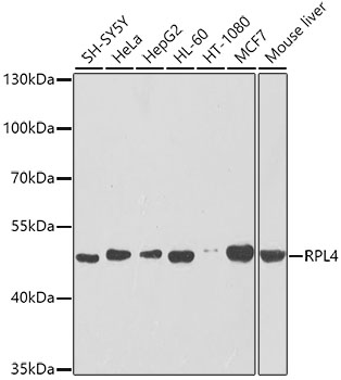 Western blot - RPL4 Polyclonal Antibody 