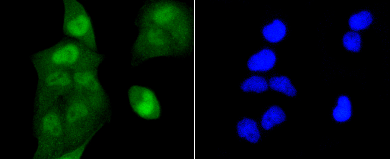 Immunofluorescence - Acetyl-Histone H2A-K9 mAb 