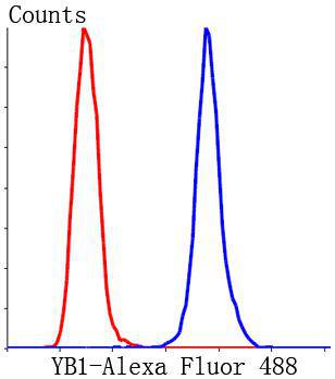 Fig5: Flow cytometric analysis of Hela cells with YB1 antibody at 1/50 dilution (blue) compared with an unlabelled control (cells without incubation with primary antibody; red). Alexa Fluor 488-conjugated Goat anti rabbit IgG was used as the secondary antibody.