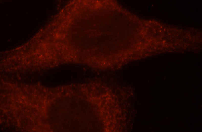 Immunofluorescent analysis of HepG2 cells, using RAC3 antibody Catalog No:114504 at 1:25 dilution and Rhodamine-labeled goat anti-rabbit IgG (red).