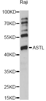 Western blot - ASTL Polyclonal Antibody 
