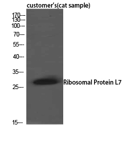 Western Blot analysis of customer's(cat sample) using Ribosomal Protein L7 Polyclonal Antibody. Antibody was diluted at 1:2000