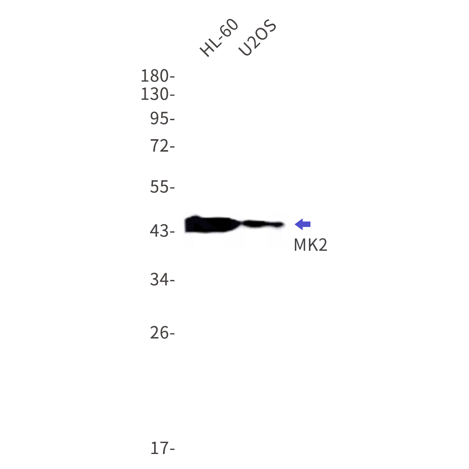 Western blot detection of MK2 in HL-60,U2OS cell lysates using MK2 Rabbit mAb(1:1000 diluted).Predicted band size:46kDa.Observed band size:46kDa.