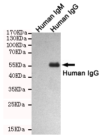 Western blot detection of human IgG using human IgG mouse mAb (1:1000 diluted).Predicted band size:50KDa.Observed band size:50KDa.