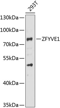 Western blot - ZFYVE1 Polyclonal Antibody 